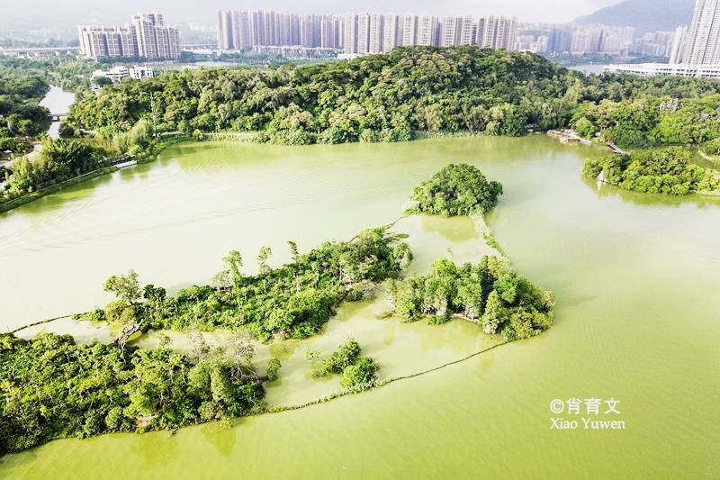 肇庆星湖湿地公园，距广州仅一小时的世外桃源，媲美杭州西湖