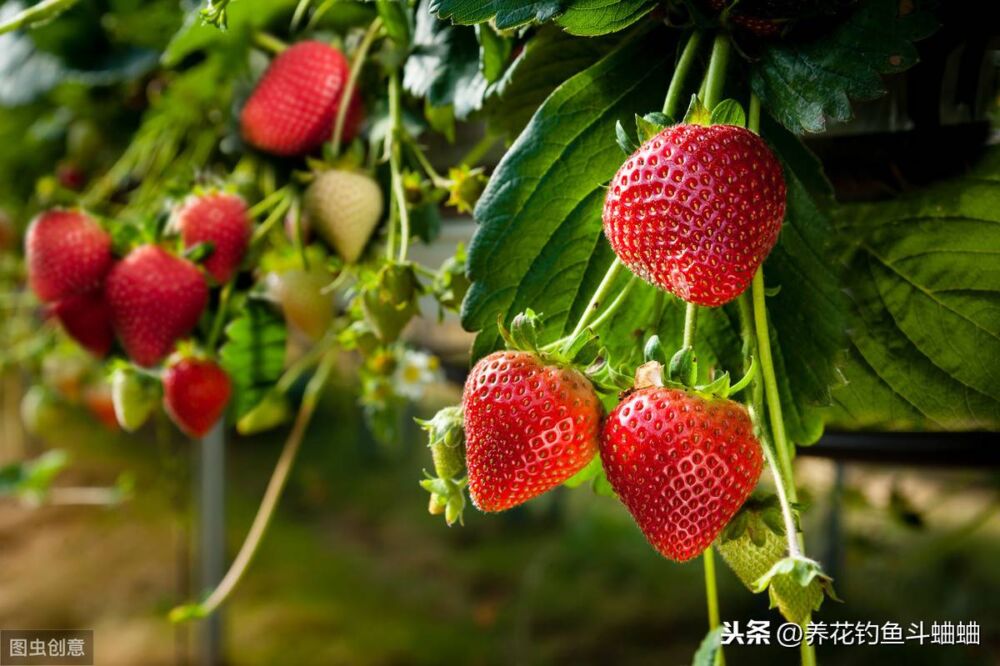 手把手教你在家种草莓，8天发芽，3个月花多数不清，草莓摘不停