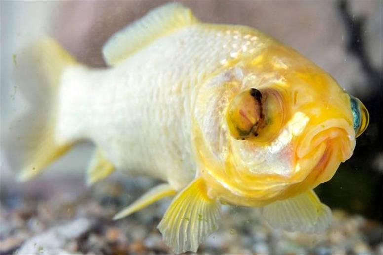 英国最长寿金鱼：一条名为“乔治”的金鱼活了44年