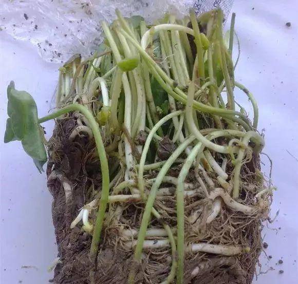 绿萝剪根枝条扔水里，一周就生根，用点肥料还能爬墙！