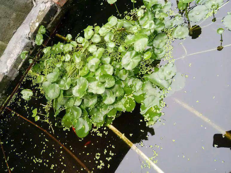 绿萝剪根枝条扔水里，一周就生根，用点肥料还能爬墙！
