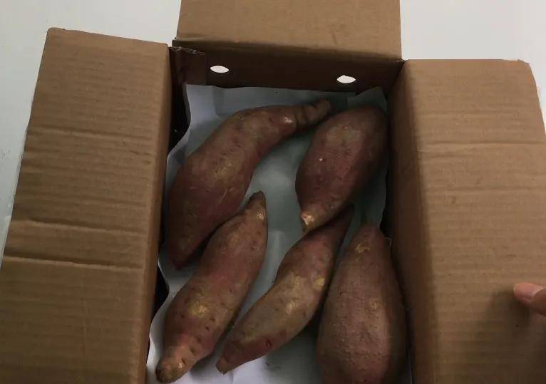 红薯如何储存不坏？老农教你一招，此方法适合家庭零星种植