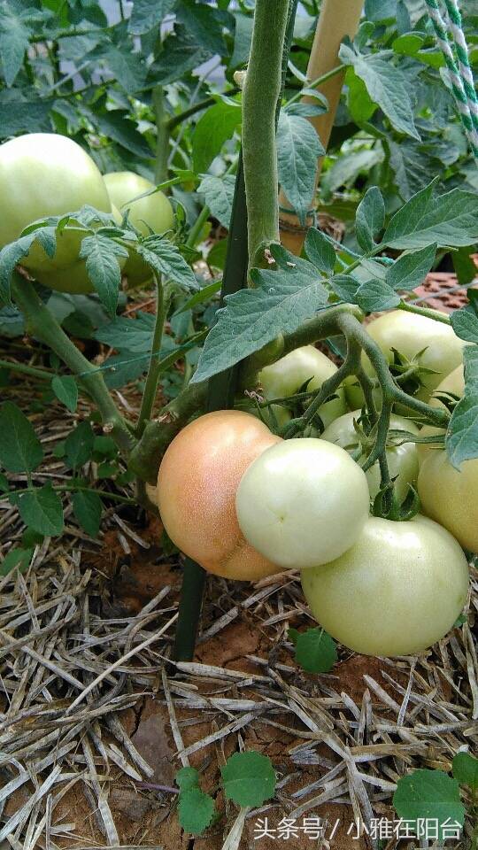 家里种西红柿，不用播种等发芽，一个小技巧，种下去二十天就结果了！