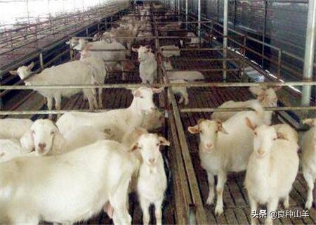 农村圈养羊一般养几个月可以出栏？每只羊一年利润多少呢？