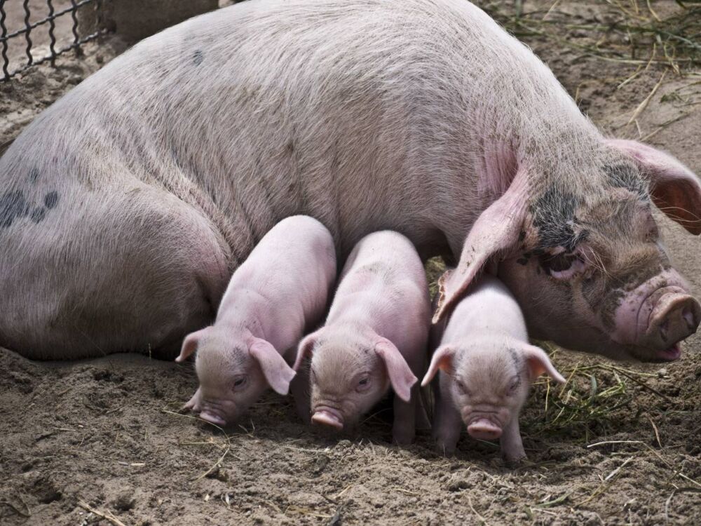 母猪怀孕多少天分娩？窝均断奶仔猪头数有多少？