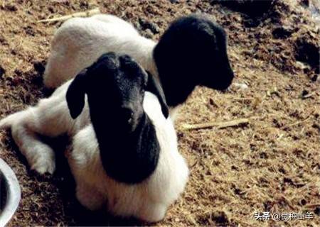 农村圈养羊一般养几个月可以出栏？每只羊一年利润多少呢？