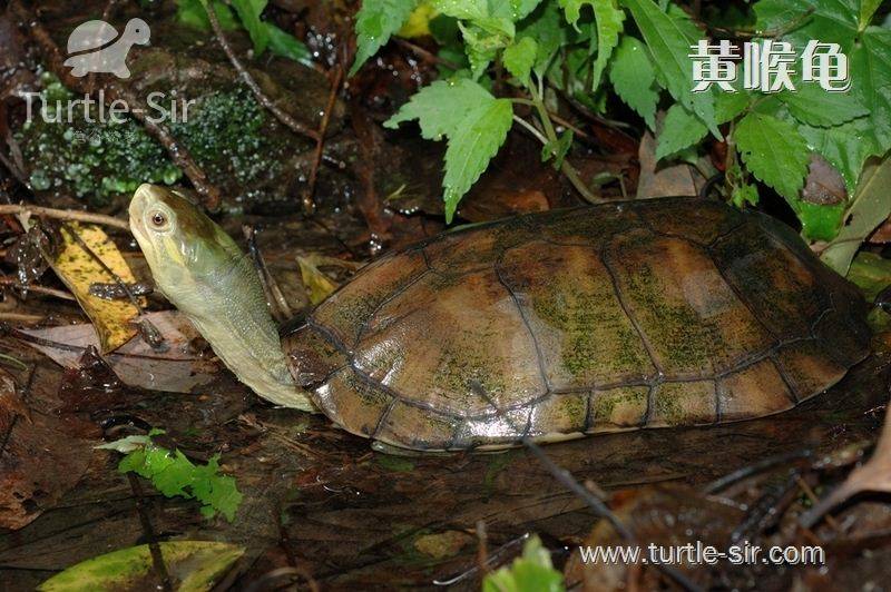 乌龟冬眠的三大实用办法「龟谷鳖老」