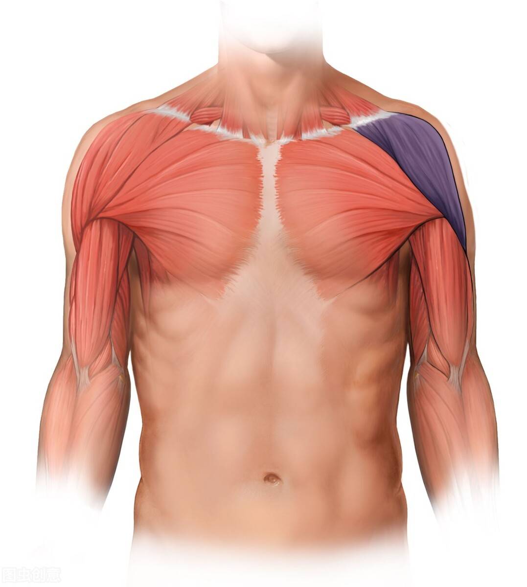 6个胸肌技巧，让你提高胸肌维度，4周让胸肌增长1cm