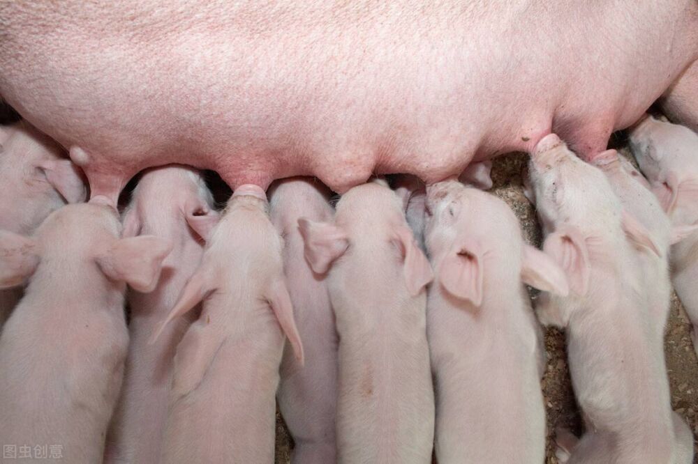 母猪怀孕多少天分娩？窝均断奶仔猪头数有多少？