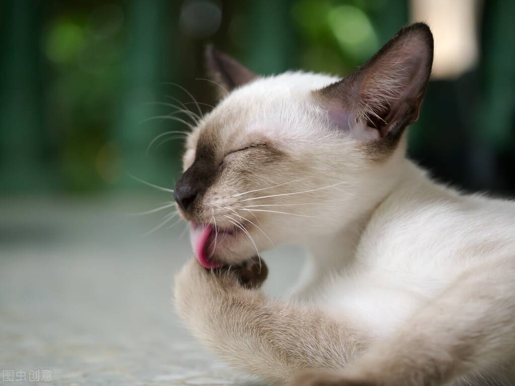 猫吐是怎么回事，注意观察呕吐物，分清生理与病理因素