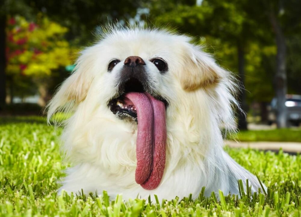 狗狗喜欢“吐舌头”，除了散热之外，还有这6个原因