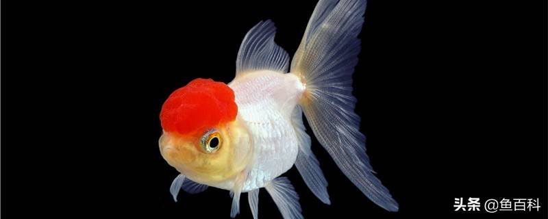 金鱼总是吐泡泡，可能是缺氧