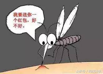 为什么被蚊子咬了会起包？不是因为它带的细菌！