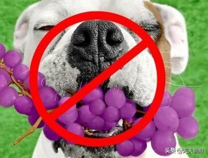 狗狗不能吃葡萄究竟是真还是假？最全水果禁忌在这里
