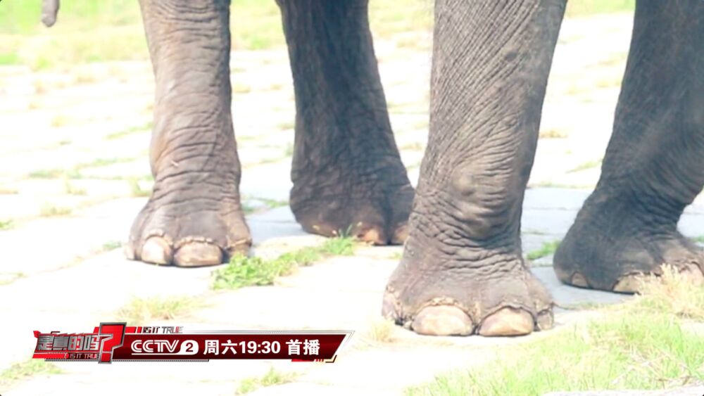 趣味科普：通过脚印就可测量大象身高