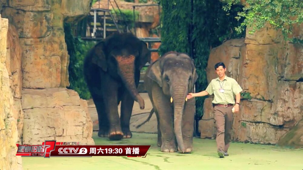趣味科普：通过脚印就可测量大象身高