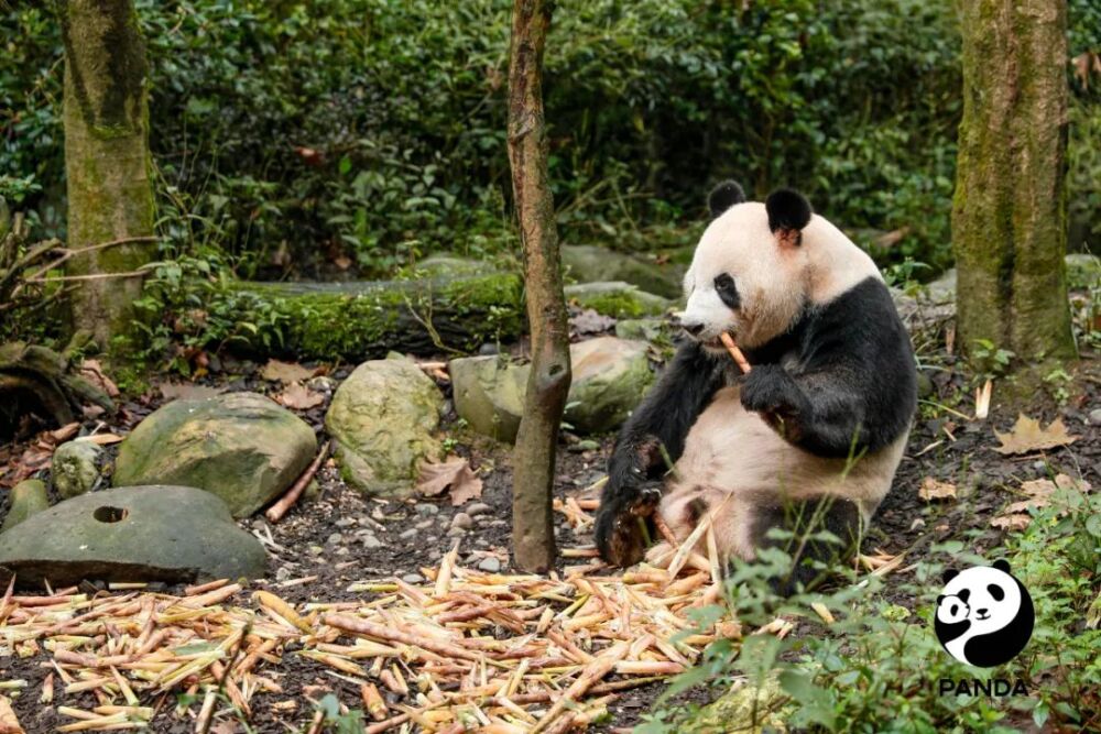 行业观察｜保护大熊猫，是时候讲个新故事了