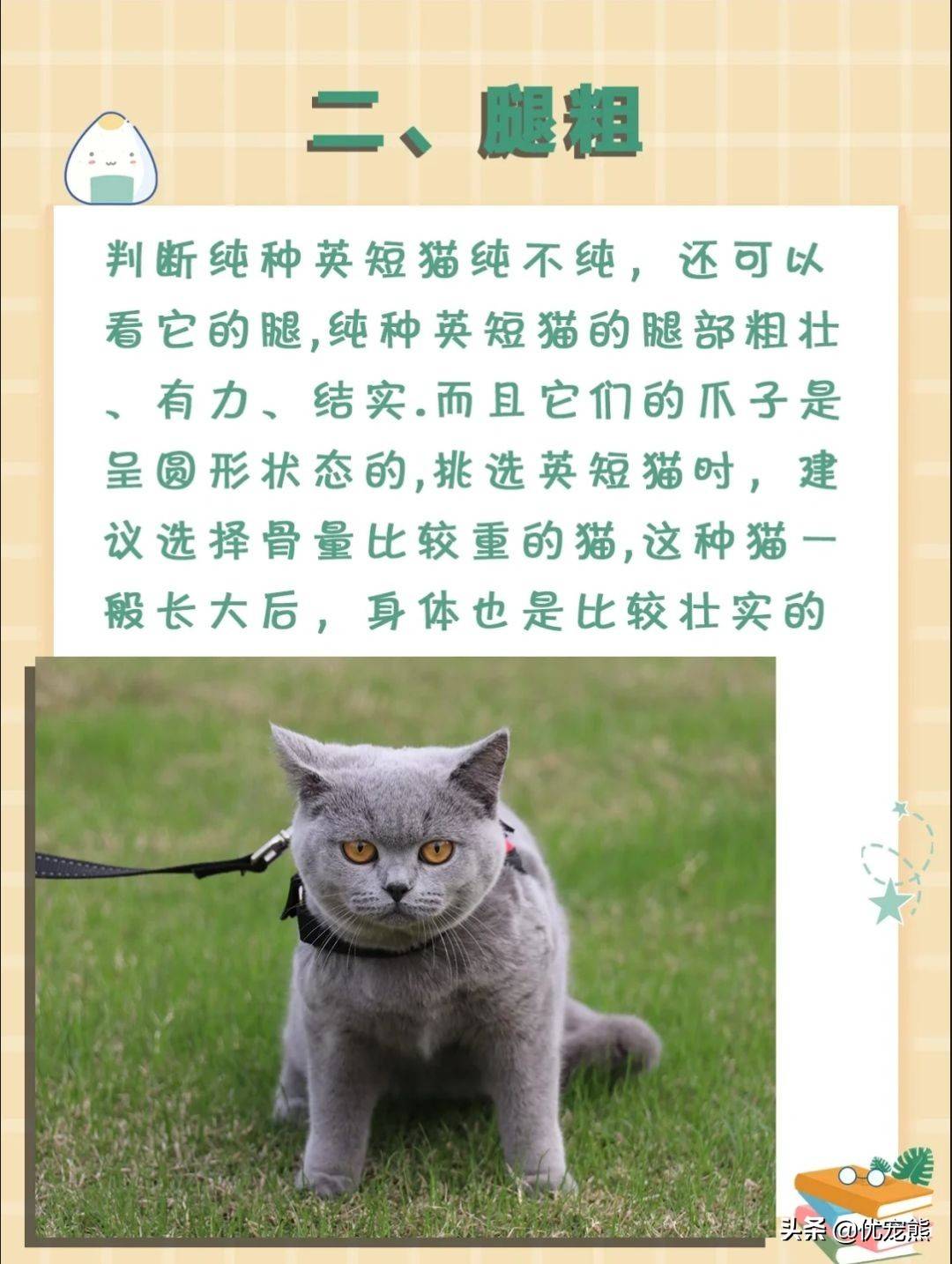 纯种英短猫有哪些特征呢