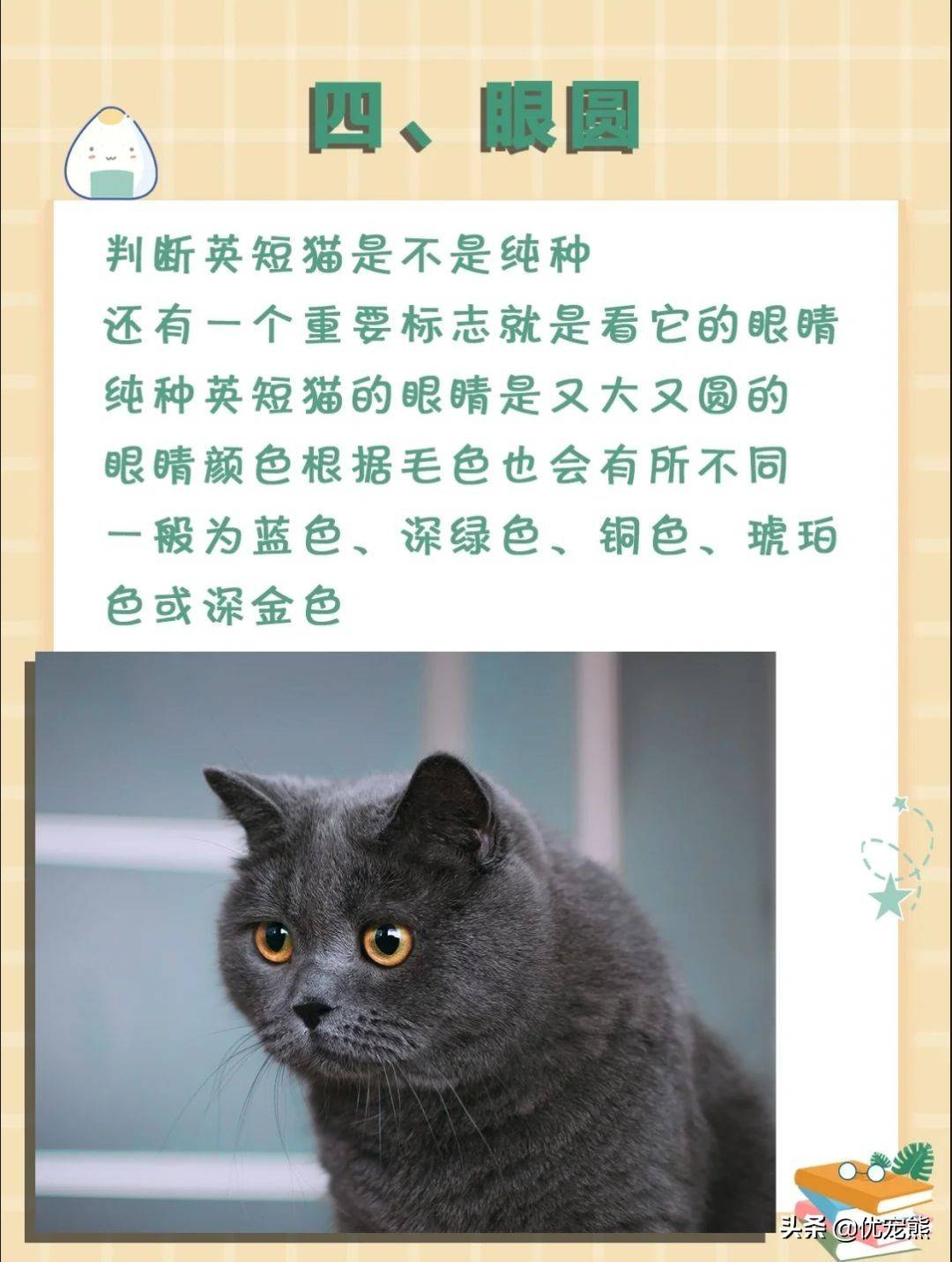 纯种英短猫有哪些特征呢