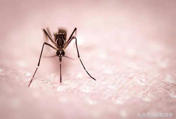 为什么被蚊子咬了会起包？不是因为它带的细菌！