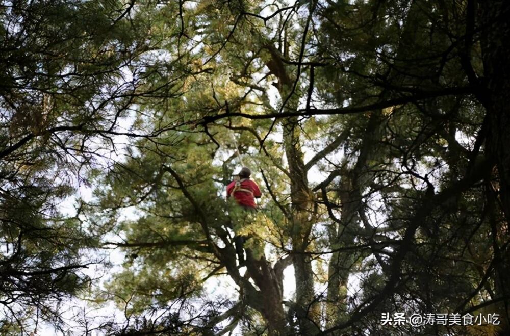 一棵红松树结上万粒松子，为何东北松子还这么贵，看完就明白了
