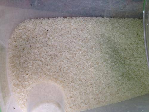 为什么家里的大米总是长虫子？还能不能继续吃了？一种情况放心吃