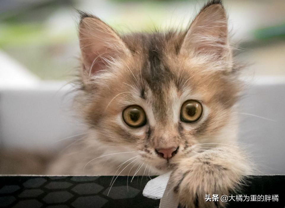 猫咪为什么爱“钻箱子”？有这4个原因，铲屎官可多准备几个纸箱