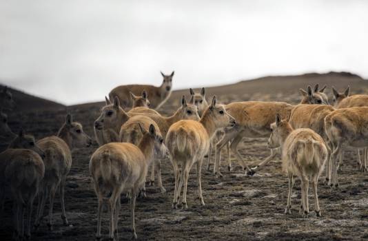 壮观极了！西藏大规模藏羚羊开始迁徙，动物学家为此感到头疼