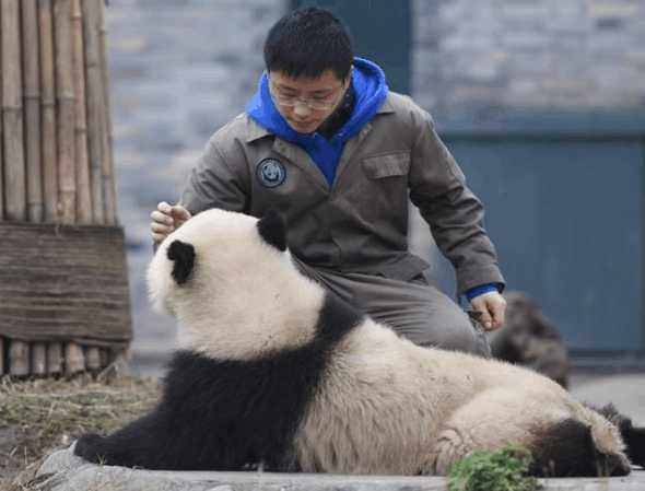 为什么有些大熊猫老是喜欢抱饲养员的大腿？看完长见识了！
