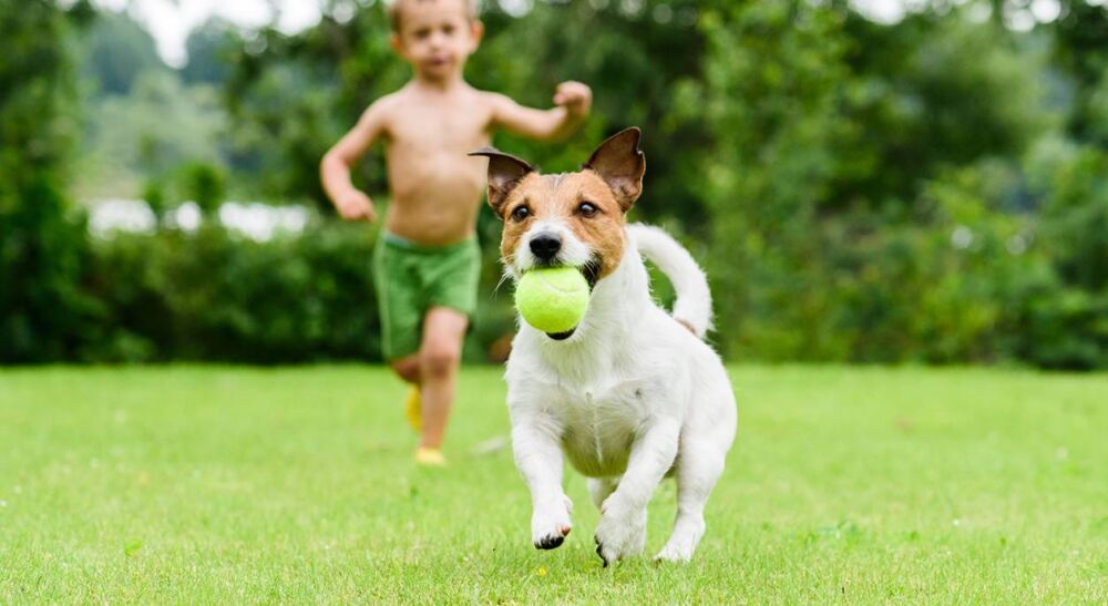 狗狗太爱球也是错？狗狗痴迷捡球，可能是强迫症惹的祸