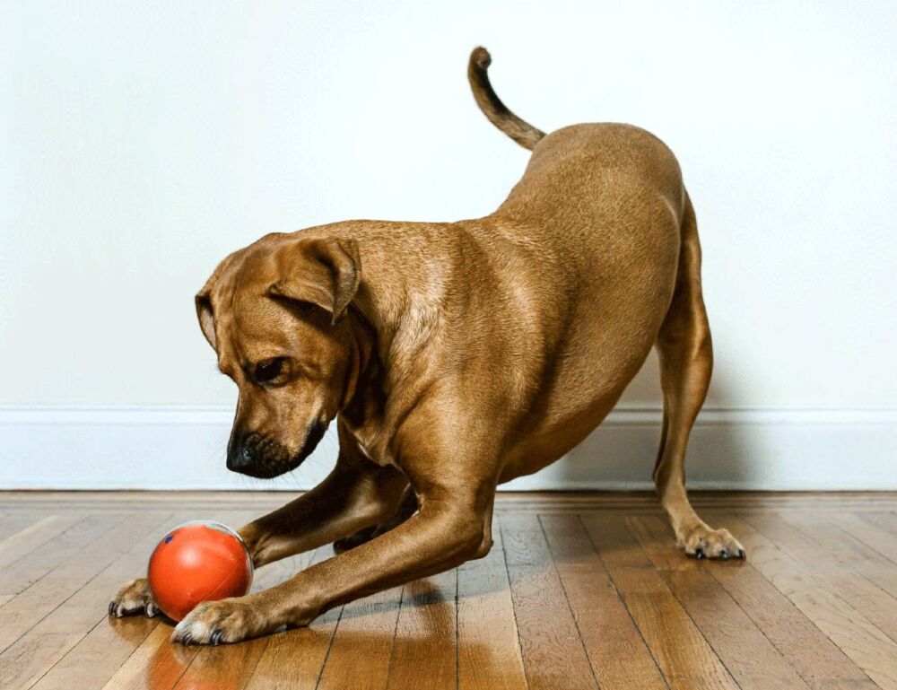 狗狗太爱球也是错？狗狗痴迷捡球，可能是强迫症惹的祸