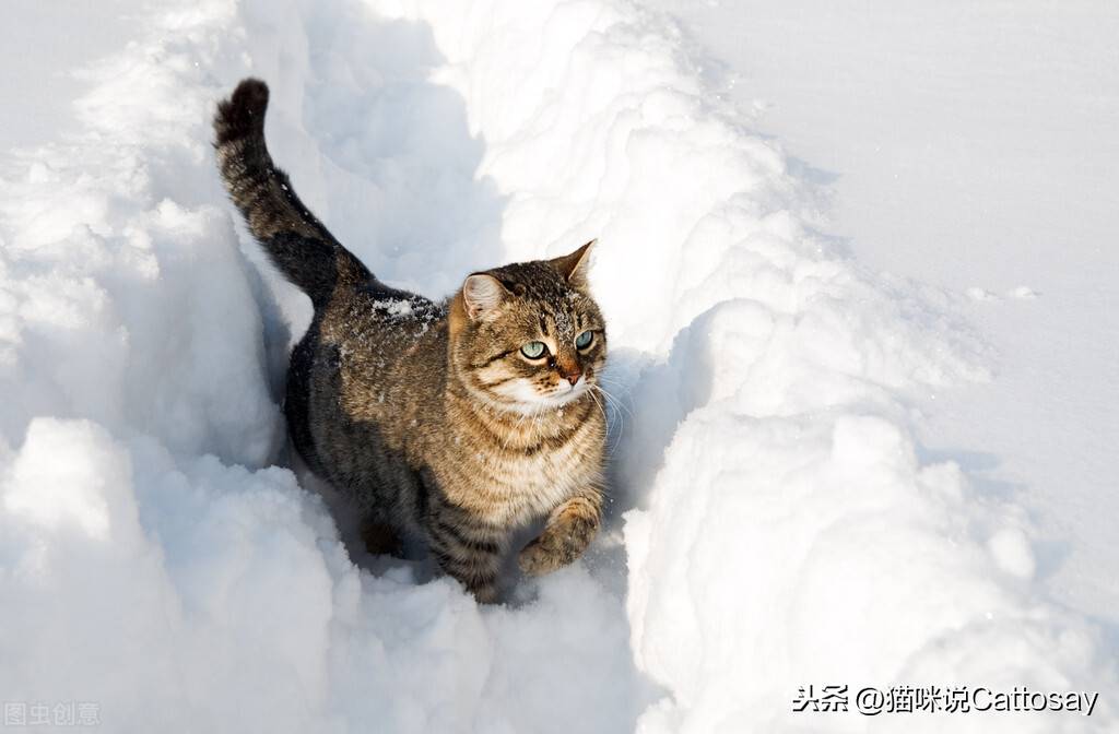 猫为何怕冷，铲屎官如何帮猫保暖