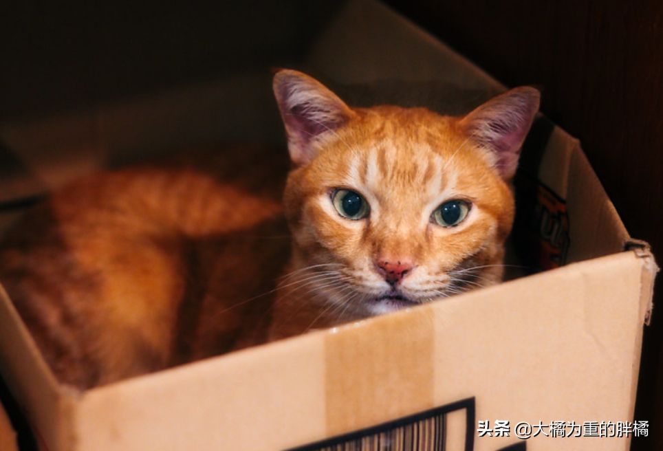 猫咪为什么爱“钻箱子”？有这4个原因，铲屎官可多准备几个纸箱
