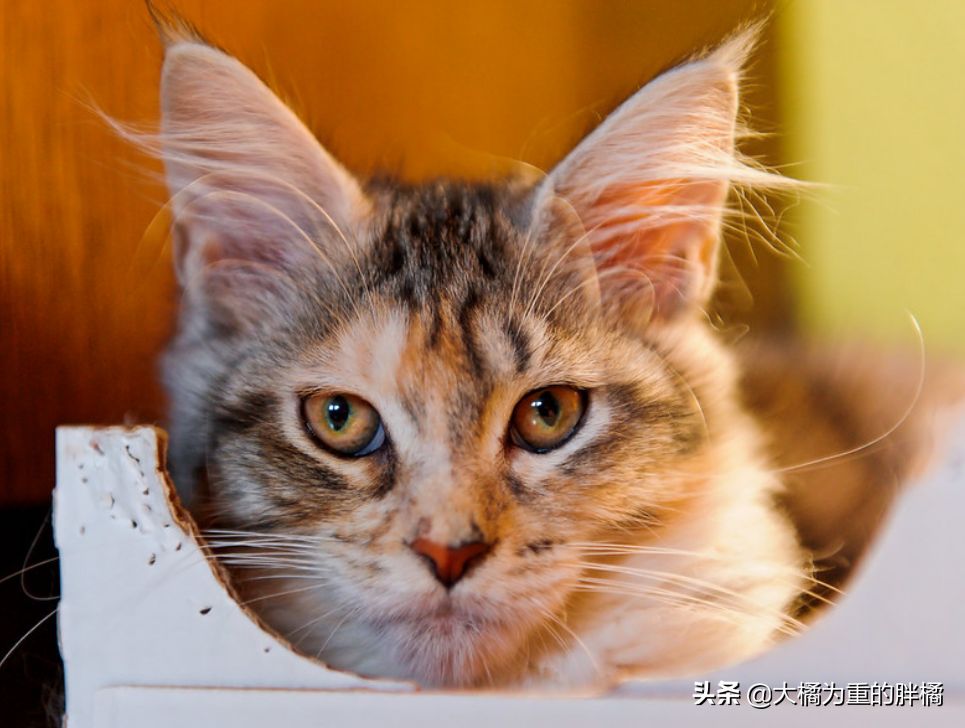 猫咪为什么爱“钻箱子”？有这4个原因，铲屎官可多准备几个纸箱