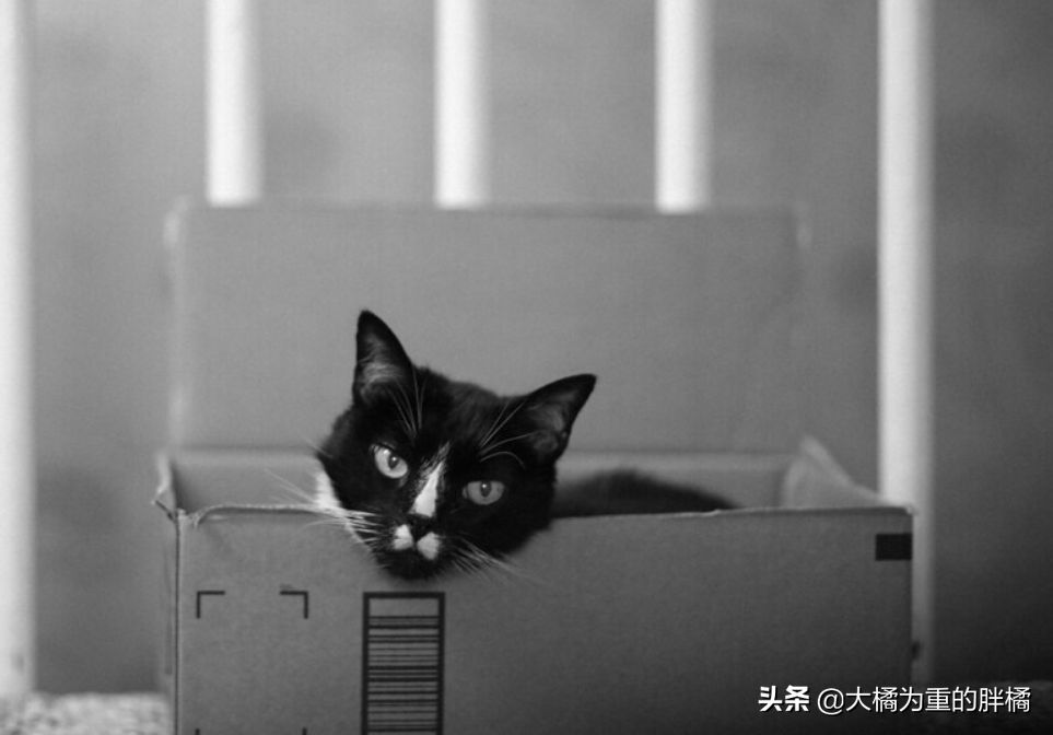 猫咪为什么爱“钻箱子”？有这4个原因，铲屎官可多准备几个纸箱