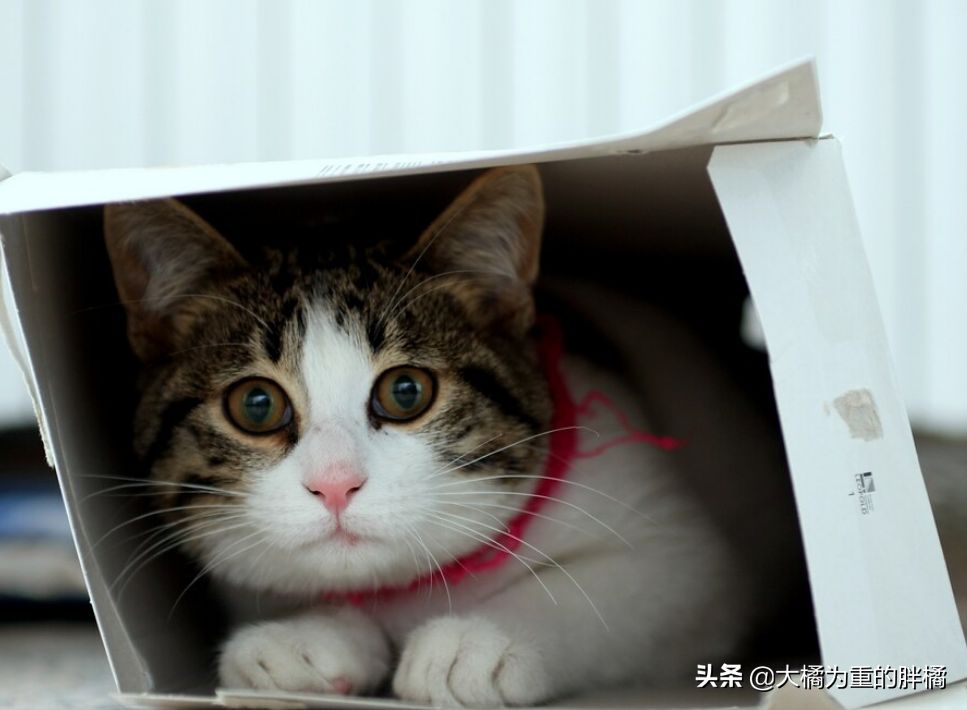 猫咪为什么爱“钻箱子”？有这4个原因，铲屎官可多准备几个纸箱