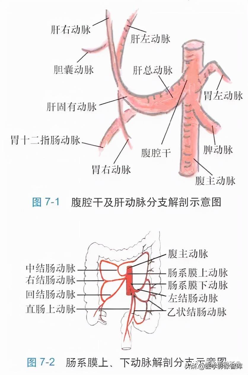 腹部主要血管正常解剖和变异