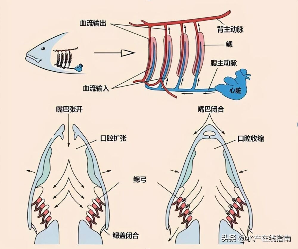 鳃是鱼类最基本、最起码、最重要的生理器官