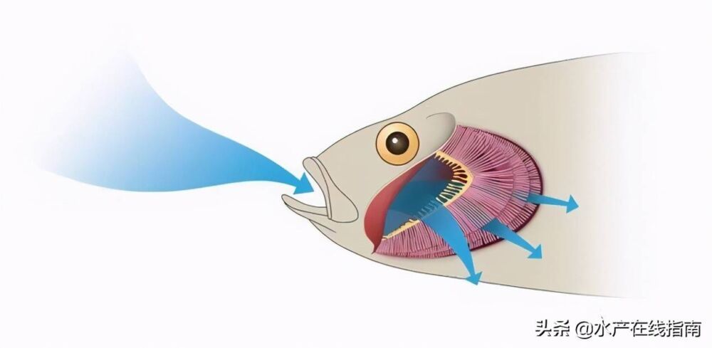 鳃是鱼类最基本、最起码、最重要的生理器官