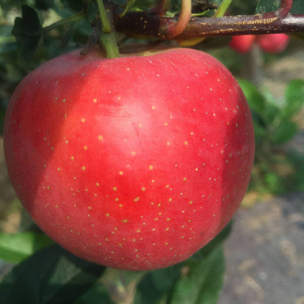 爱妃苹果树苗种植时间，矮化爱妃苹果树苗基地批发价格多少钱