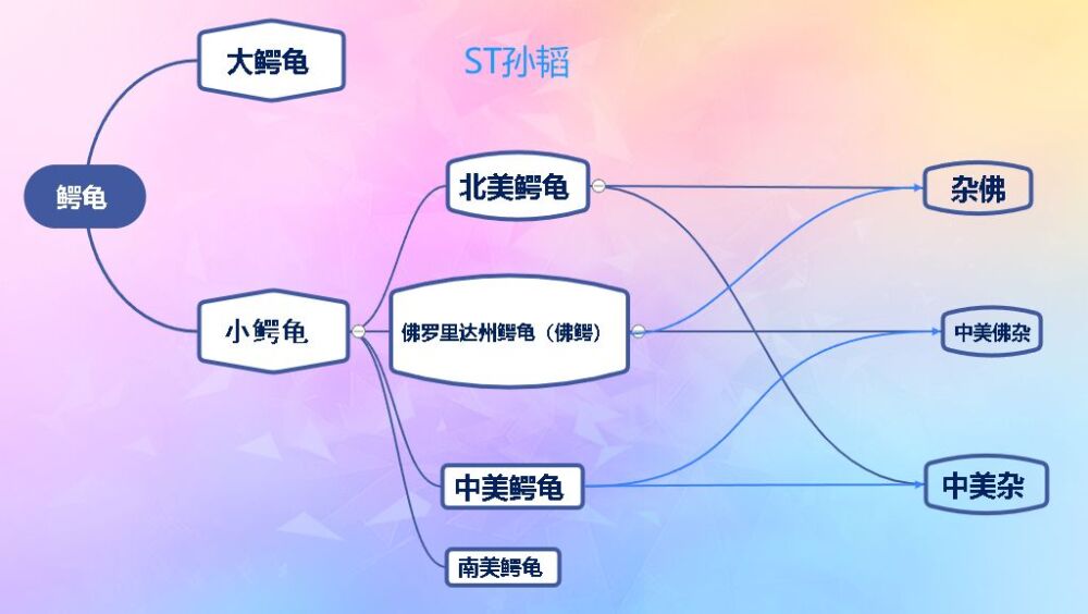 浅谈北美鳄龟和佛鳄的特点（个人一些观点看法欢迎讨论交流学习）