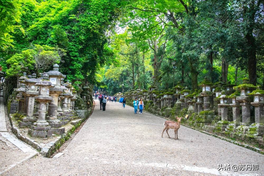 实拍古都奈良，日本三大神社之一：充满石灯笼与神的使者