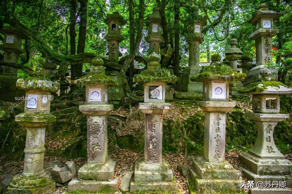 实拍古都奈良，日本三大神社之一：充满石灯笼与神的使者