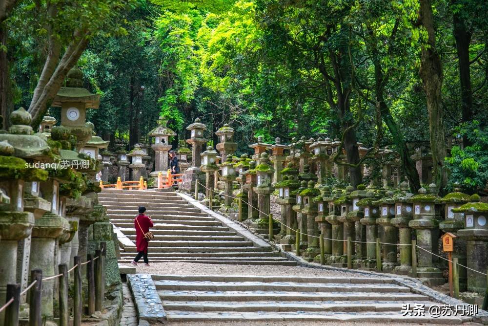 实拍古都奈良，日本三大神社之一：充满石灯笼与神的使者