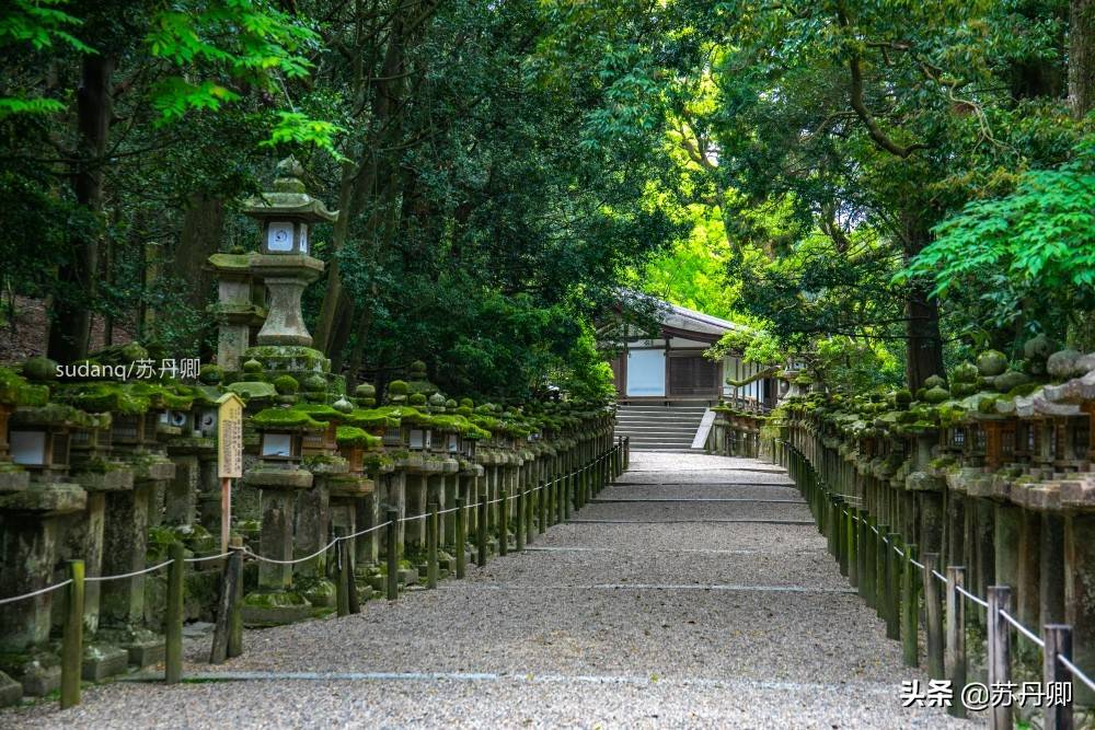 实拍古都奈良，日本三大神社之一：充满石灯笼与神的使者