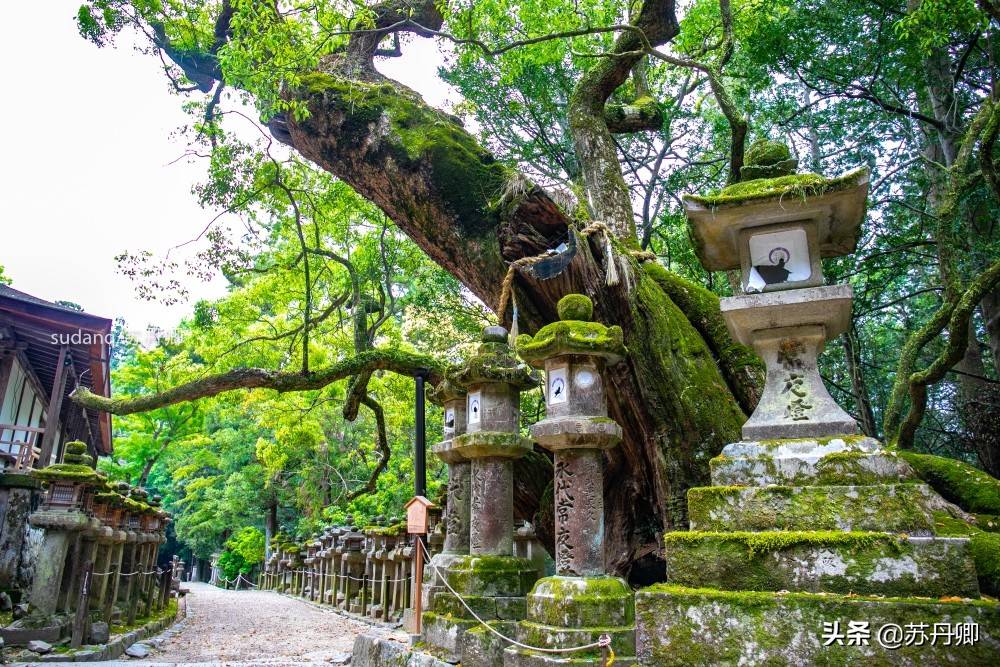 实拍古都奈良，日本三大神社之一：充满石灯笼与神的使者