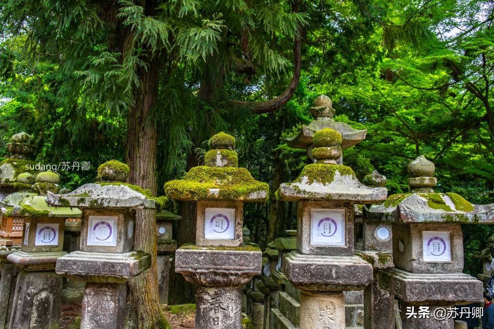 实拍古都奈良，日本三大神社之一：充满石灯笼与神的使者