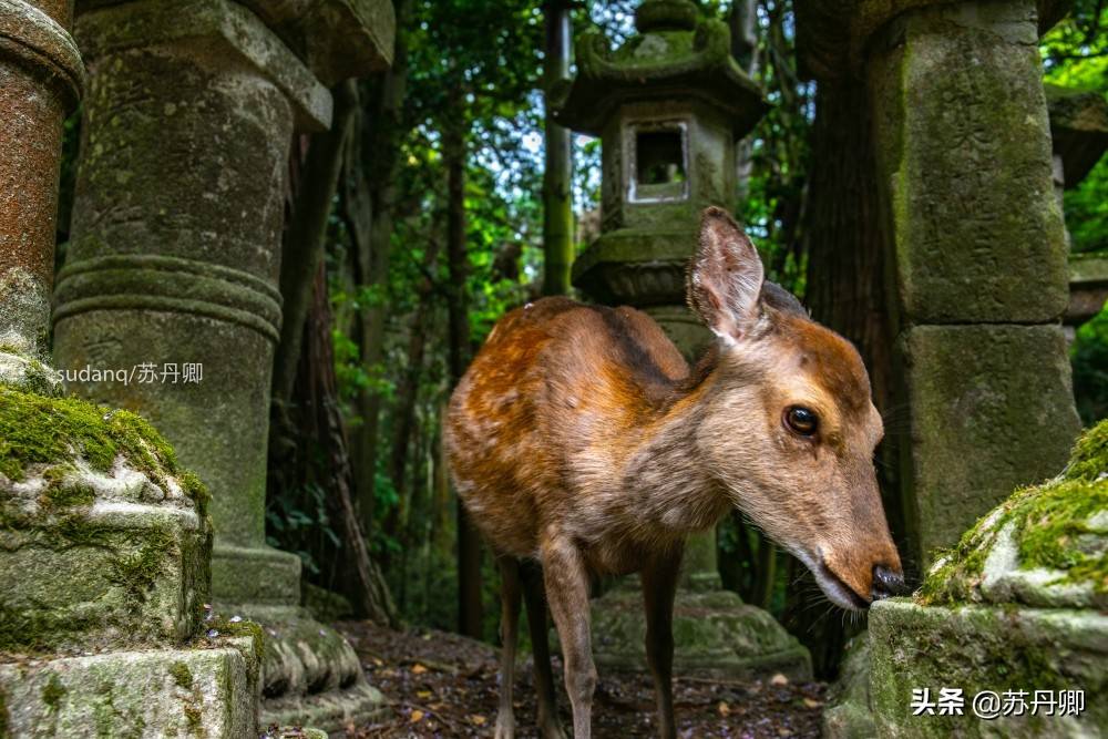 实拍古都奈良，日本三大神社之一：充满石灯笼与神的使者