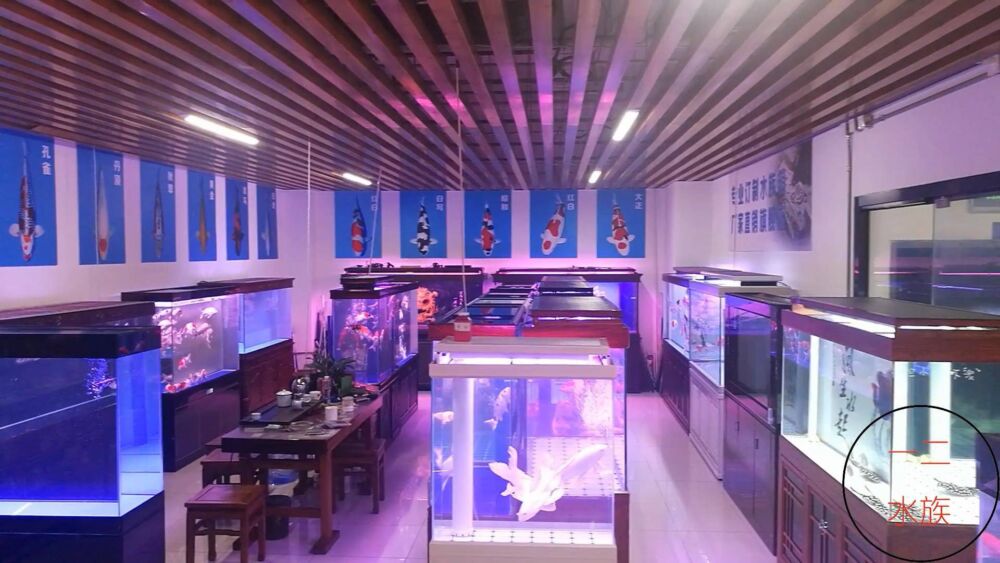 北京探店新发现，锦鲤水族店，原来水族箱养锦鲤是那么漂亮