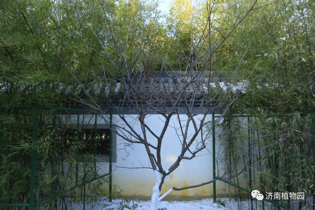 济南植物园 | 冬景如画，岁月如歌